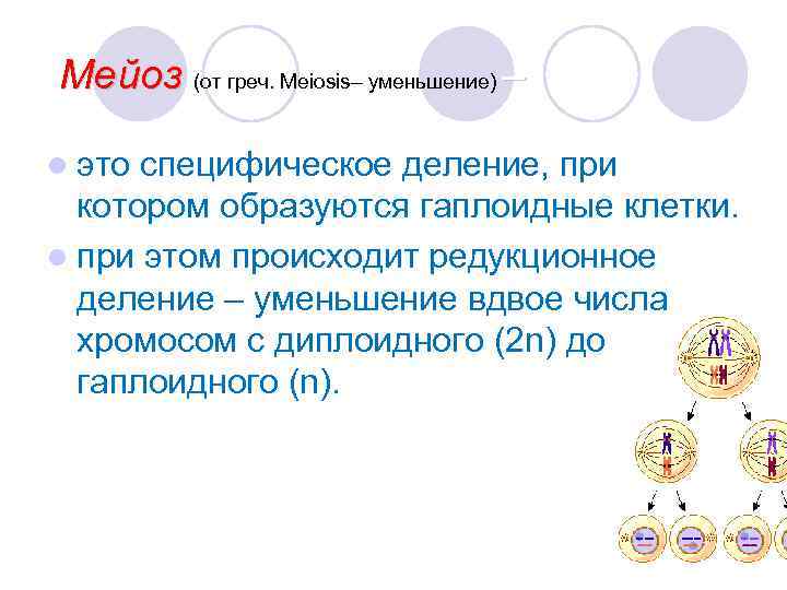 Мейоз (от греч. Meiosis– уменьшение) – l это специфическое деление, при котором образуются гаплоидные