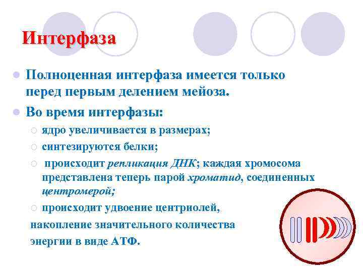 Интерфаза Полноценная интерфаза имеется только перед первым делением мейоза. l Во время интерфазы: l