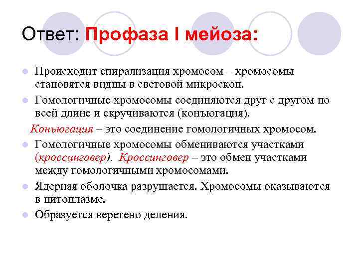 Ответ: Профаза I мейоза: Происходит спирализация хромосом – хромосомы становятся видны в световой микроскоп.