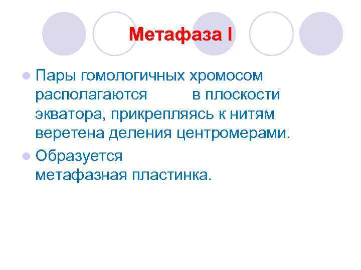 Метафаза I l Пары гомологичных хромосом располагаются в плоскости экватора, прикрепляясь к нитям веретена