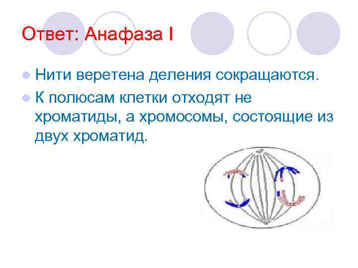 Ответ: Анафаза I l Нити веретена деления сокращаются. l К полюсам клетки отходят не