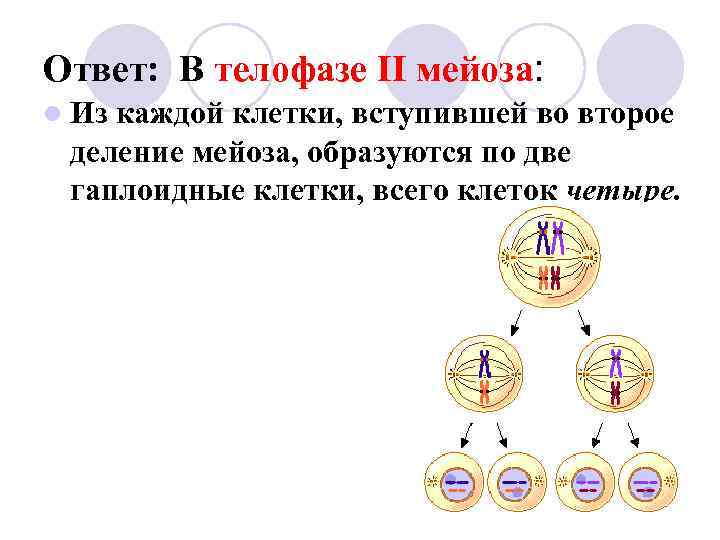 Ответ: В телофазе II мейоза: l Из каждой клетки, вступившей во второе деление мейоза,