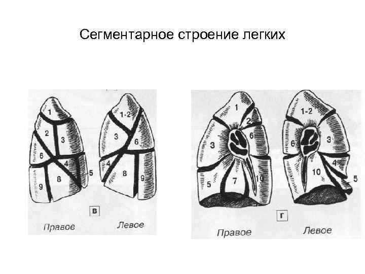 Сегментарное строение легких 