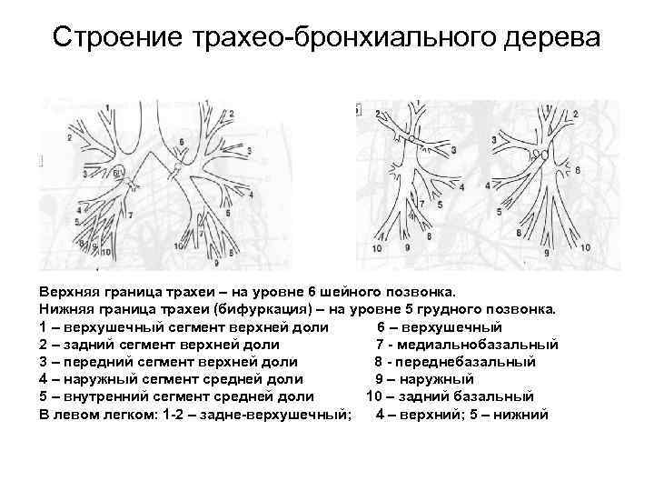 Строение трахео бронхиального дерева Верхняя граница трахеи – на уровне 6 шейного позвонка. Нижняя