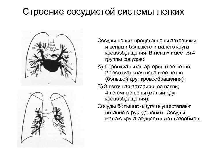 Строение сосудистой системы легких Сосуды легких представлены артериями и венами большого и малого круга