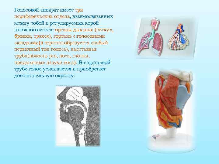 Голосовой аппарат имеет три периферических отдела, взаимосвязанных между собой и регулируемых корой головного мозга: