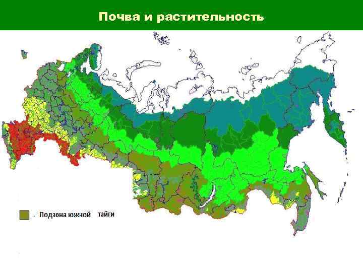 Почва и растительность 