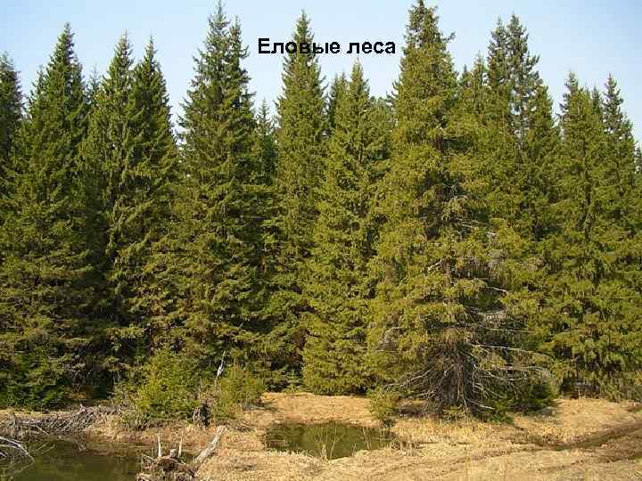 Еловые леса 
