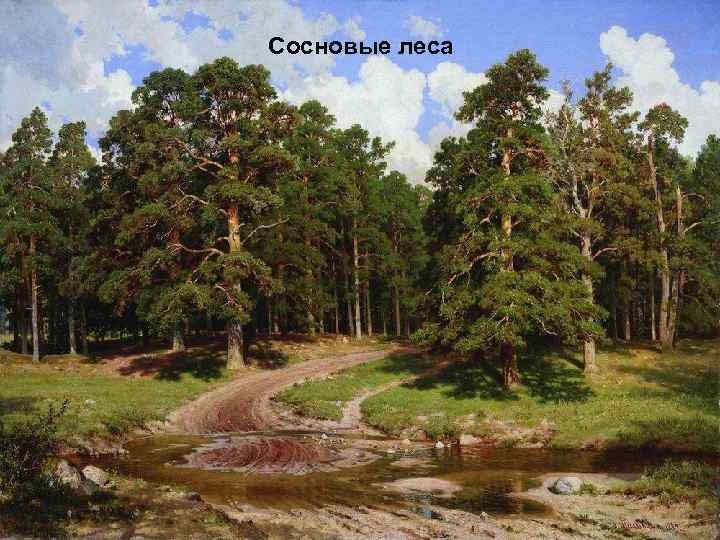 Сосновые леса 