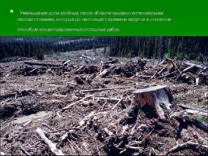 § Уменьшение доли хвойных лесов области вызвано интенсивными лесозаготовками, которые до настоящего времени ведутся