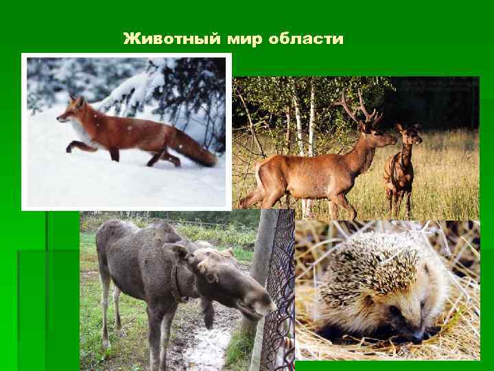 Животный мир области 