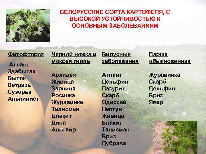 Картофель устойчивый к фитофторозу. Белорусский картофель сорта. Сорта картофеля таблица. Сорта картофеля устойчивые к фитофторе. Селекция картофеля сорта.