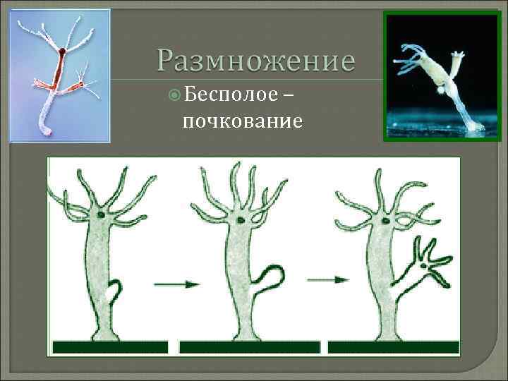 Бесполое – почкование 