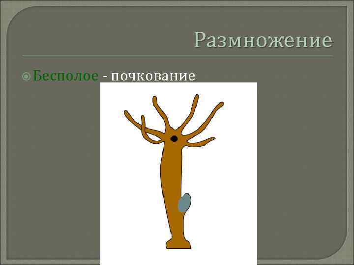 Размножение Бесполое - почкование 