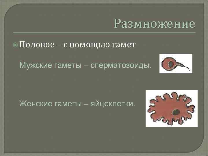 Размножение Половое – с помощью гамет Мужские гаметы – сперматозоиды. Женские гаметы – яйцеклетки.