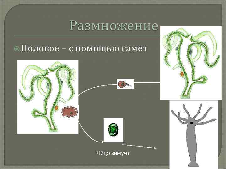  Половое – с помощью гамет Яйцо зимует 