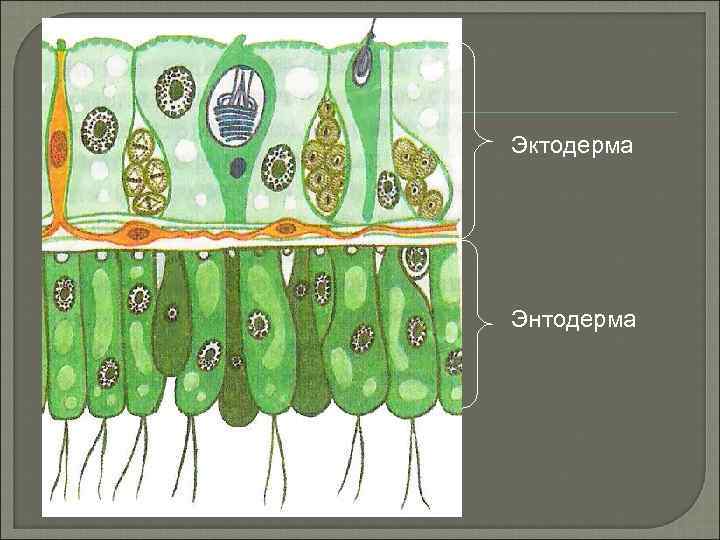 Эктодерма Энтодерма 