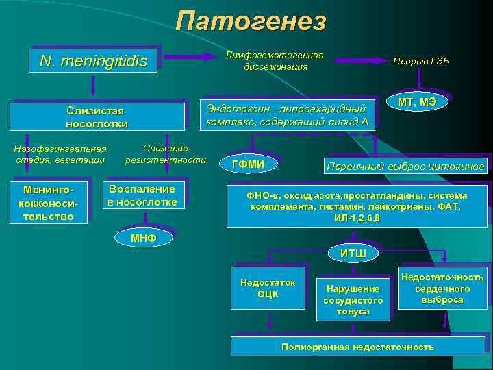 Патогенез N. meningitidis Менингококконосительство Прорыв ГЭБ Эндотоксин - липосахаридный комплекс, содержащий липид А Слизистая