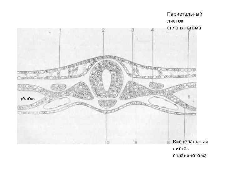  Париетальный листок спланхнотома целом Висцеральный листок спланхнотома 
