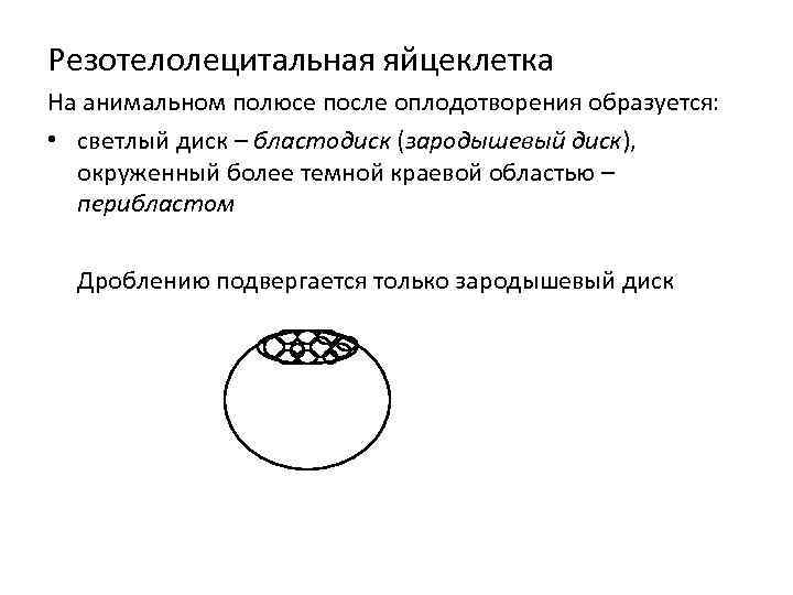 Резотелолецитальная яйцеклетка На анимальном полюсе после оплодотворения образуется: • светлый диск – бластодиск (зародышевый