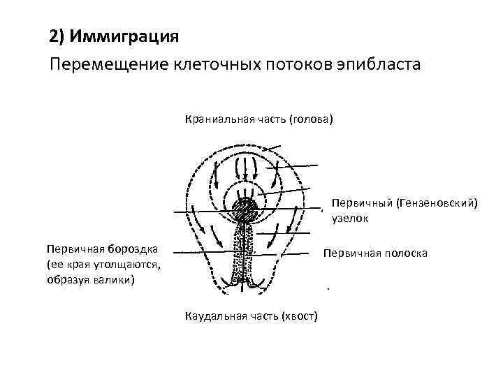 2) Иммиграция Перемещение клеточных потоков эпибласта Краниальная часть (голова) Первичный (Гензеновский) узелок Первичная бороздка