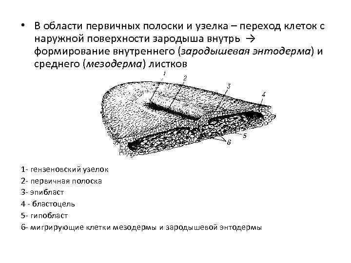  • В области первичных полоски и узелка – переход клеток с наружной поверхности