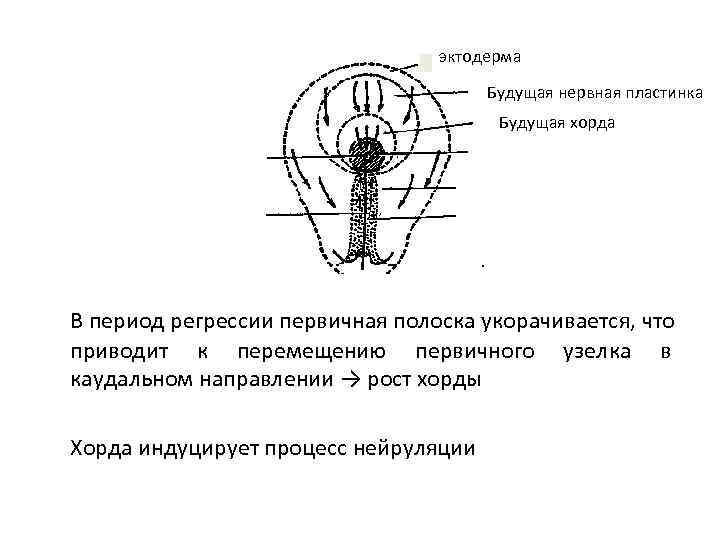  эктодерма Будущая нервная пластинка Будущая хорда В период регрессии первичная полоска укорачивается, что