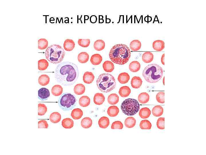 Тема: КРОВЬ. ЛИМФА. 