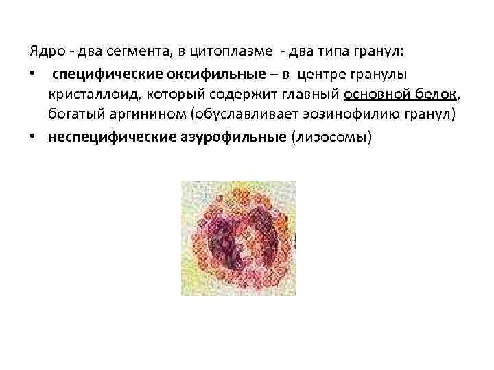Ядро - два сегмента, в цитоплазме - два типа гранул: • специфические оксифильные –