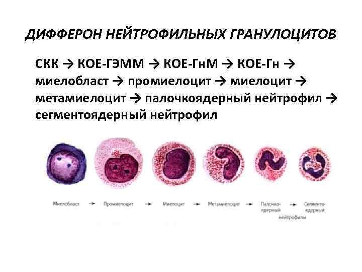ДИФФЕРОН НЕЙТРОФИЛЬНЫХ ГРАНУЛОЦИТОВ СКК → КОЕ-ГЭММ → КОЕ-Гн → миелобласт → промиелоцит → метамиелоцит