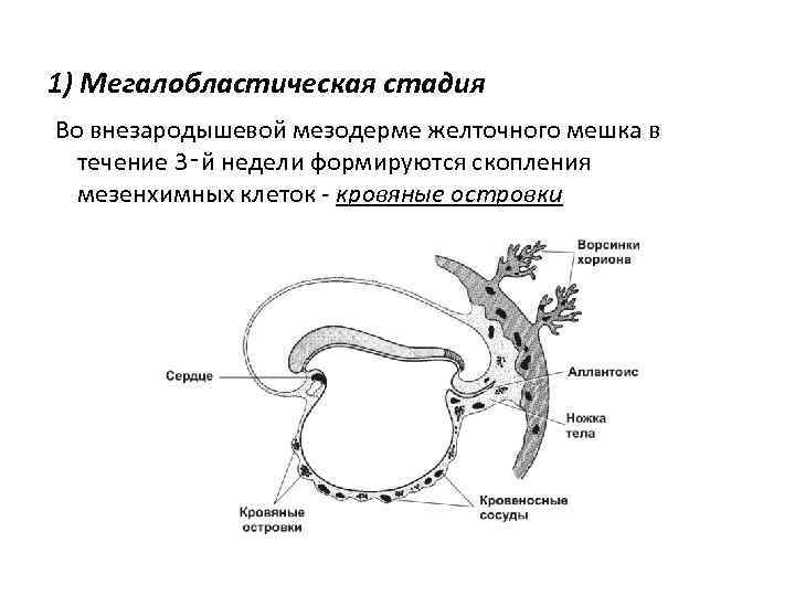 Ранний эмбриогенез человека внезародышевые органы