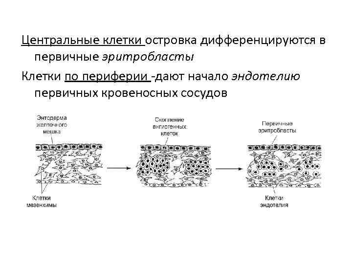 Центральные клетки островка дифференцируются в первичные эритробласты Клетки по периферии -дают начало эндотелию первичных