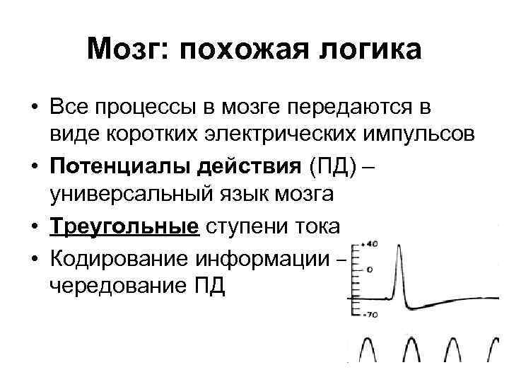 Мозг: похожая логика • Все процессы в мозге передаются в виде коротких электрических импульсов