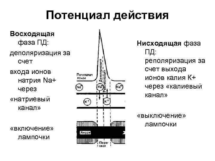 Потенциал действия Восходящая фаза ПД: деполяризация за счет входа ионов натрия Na+ через «натриевый