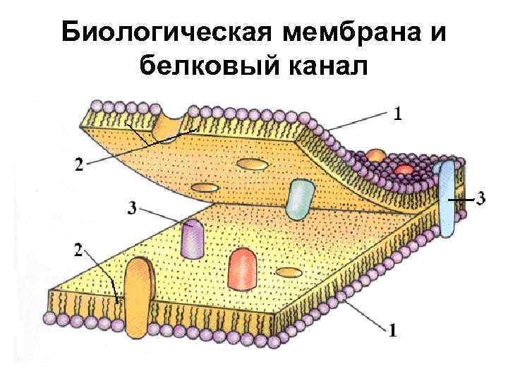Биологическая мембрана и белковый канал 