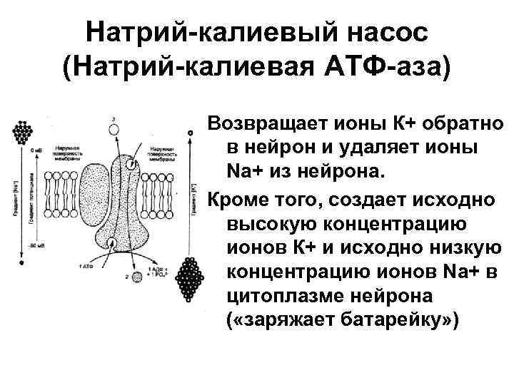 Какого соотношение ионов натрия и калия по обе стороны наружной клеточной мембраны