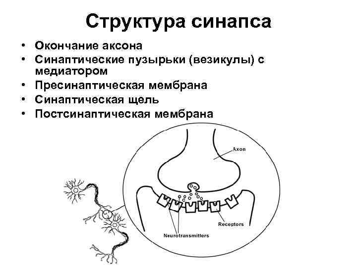 Структура синапса • Окончание аксона • Синаптические пузырьки (везикулы) с медиатором • Пресинаптическая мембрана