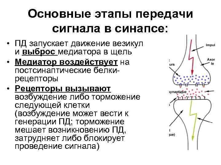 Передача сигналов синапсом