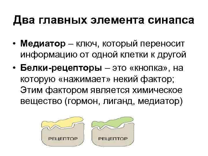 Два главных элемента синапса • Медиатор – ключ, который переносит информацию от одной клетки