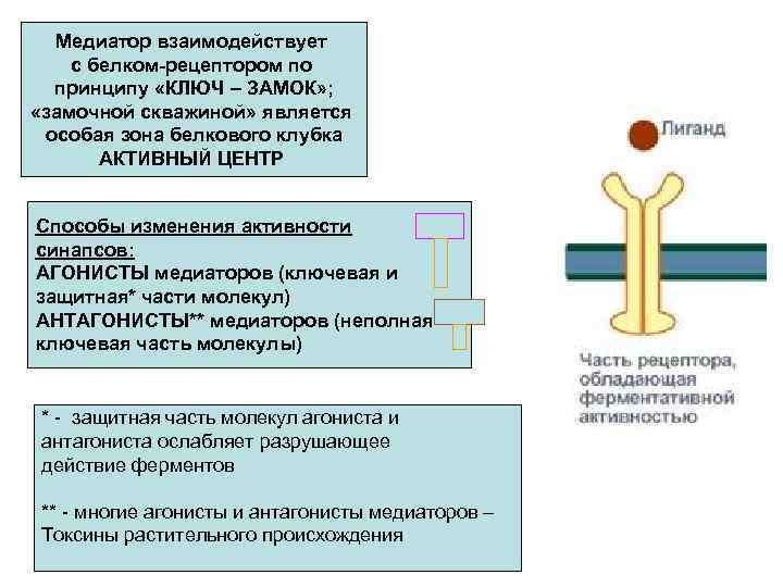 Медиатор взаимодействует с белком-рецептором по принципу «КЛЮЧ – ЗАМОК» ; «замочной скважиной» является особая
