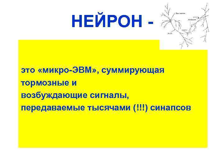 НЕЙРОН это «микро-ЭВМ» , суммирующая тормозные и возбуждающие сигналы, передаваемые тысячами (!!!) синапсов 