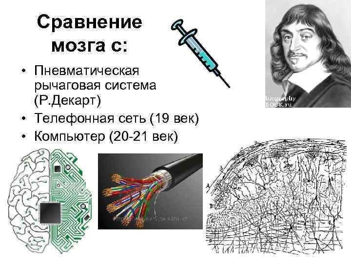 Сравнение мозга с: • Пневматическая рычаговая система (Р. Декарт) • Телефонная сеть (19 век)