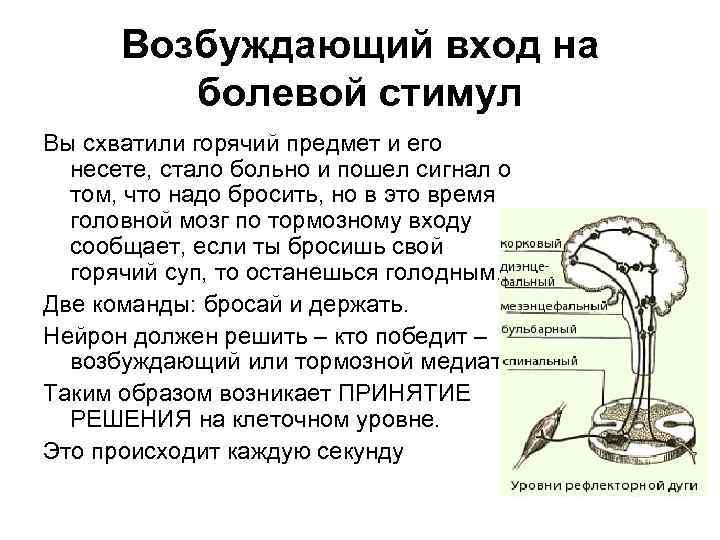 Возбуждающий вход на болевой стимул Вы схватили горячий предмет и его несете, стало больно