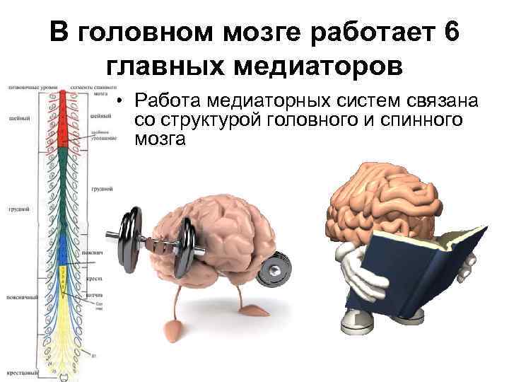 Как функционирует мозг человека. Медиаторные системы мозга. Передача информации в мозге. Нейротрансмиттеры головного мозга.