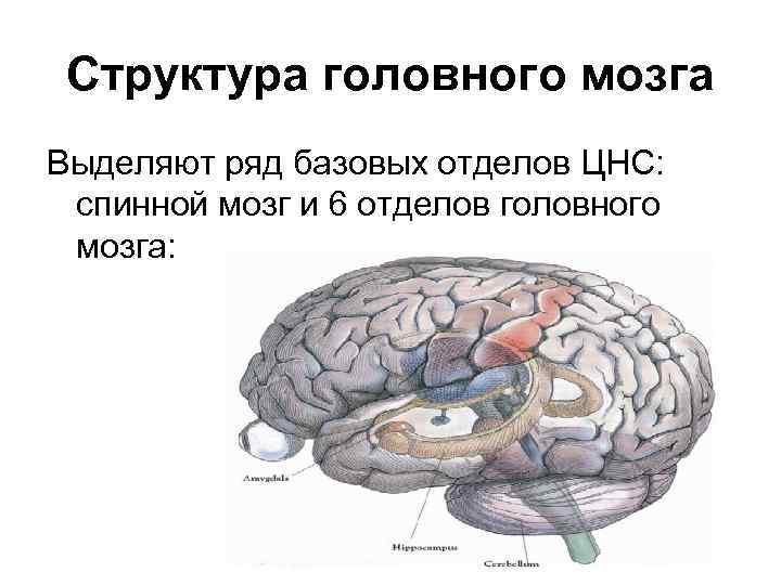 Типы строения головного мозга. Принципы передачи информации в ЦНС. Принципы передачи информации в центральной нервной системе. Отделы головного мозга, выделенные темным цветом. Сколько отделов выделяют в головном мозге рыб.