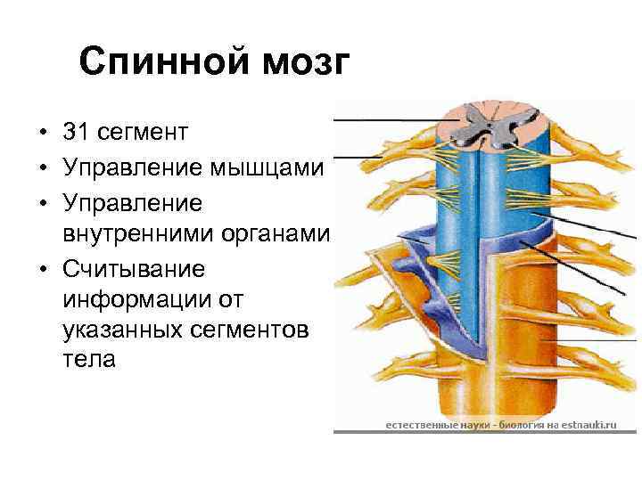 Спинной мозг • 31 сегмент • Управление мышцами • Управление внутренними органами • Считывание