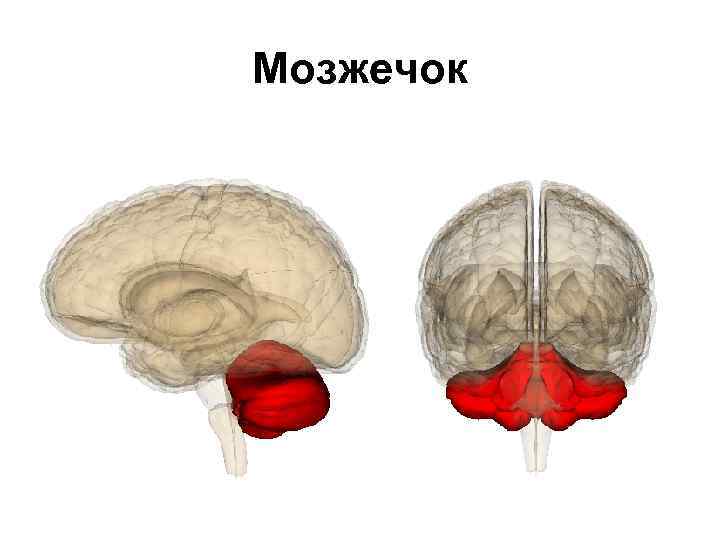 Мозжечок 
