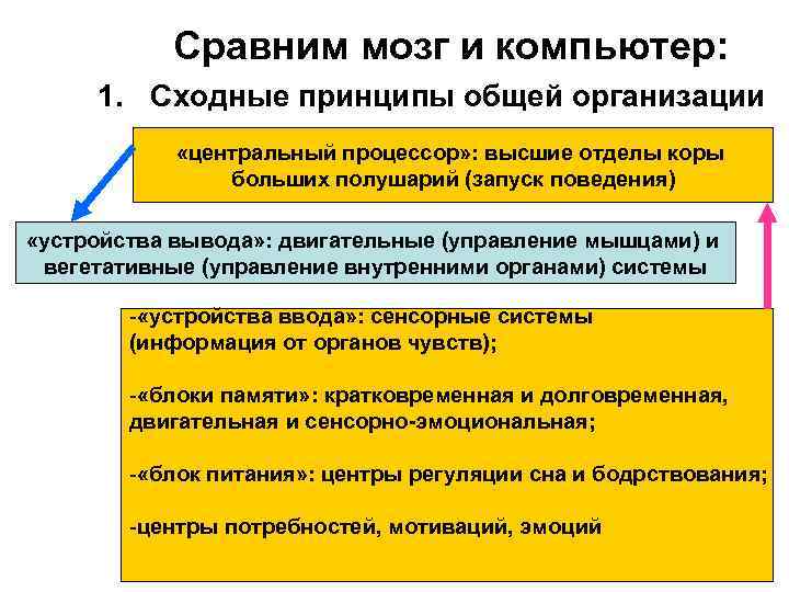 Сравним мозг и компьютер: 1. Сходные принципы общей организации «центральный процессор» : высшие отделы