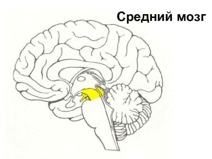 Средний мозг 