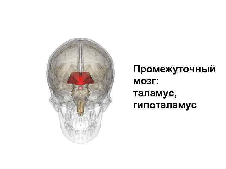 Промежуточный мозг: таламус, гипоталамус 